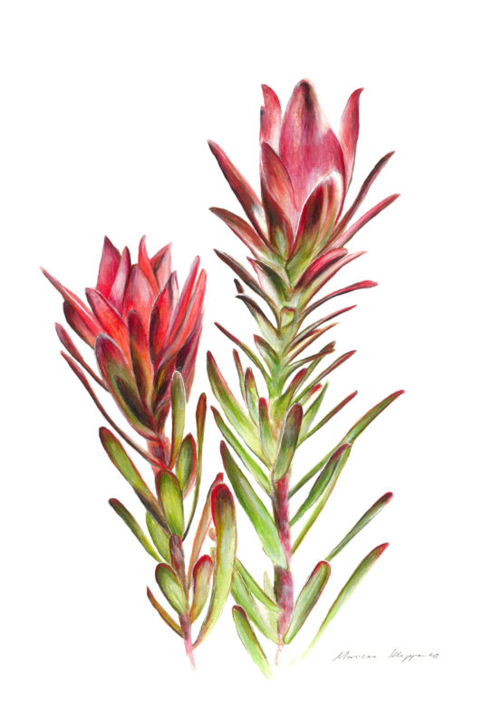 “Sunshine Conebush” Print