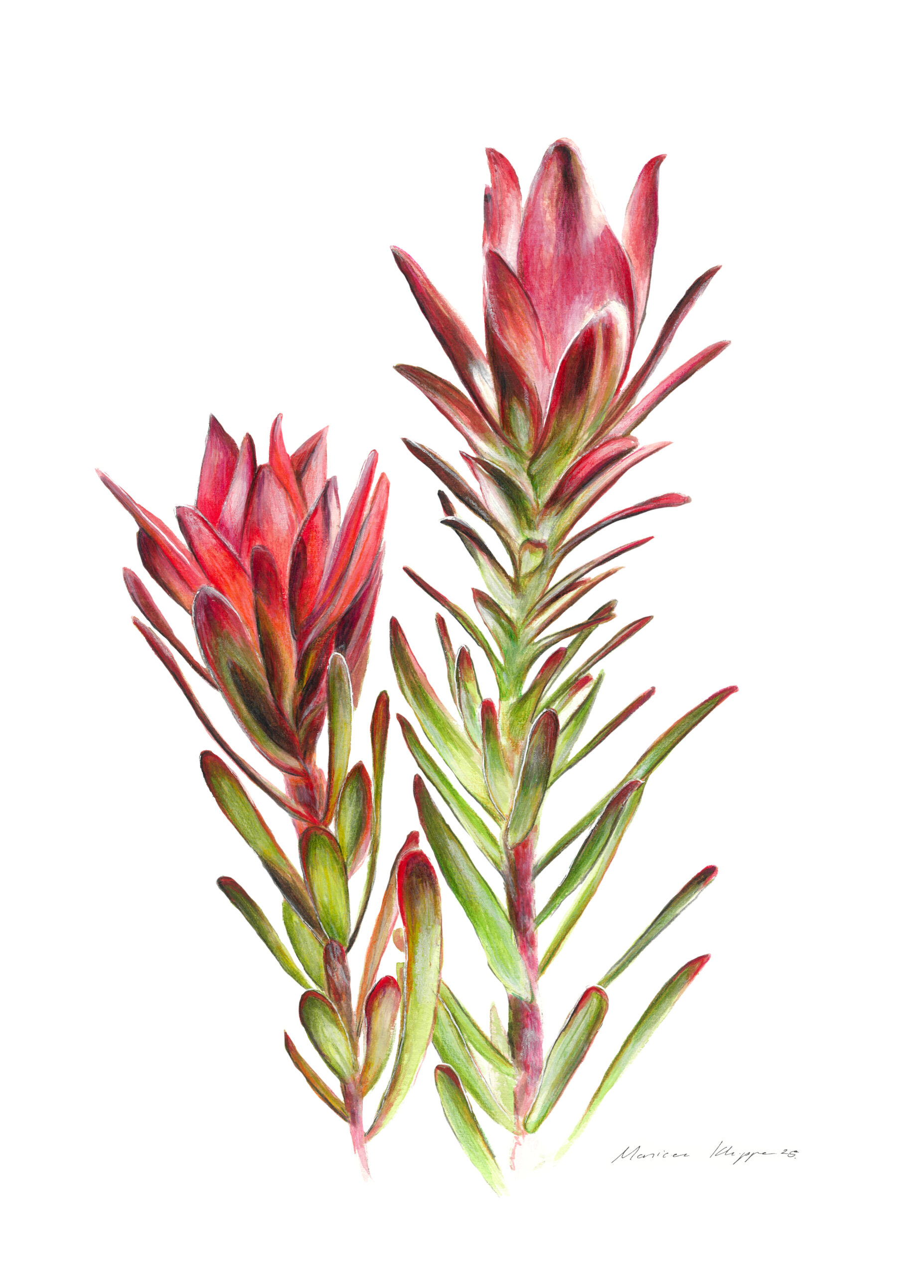 "Sunshine Conebush" Print