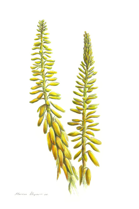 “Yellow Aloe Vera Flower” Print