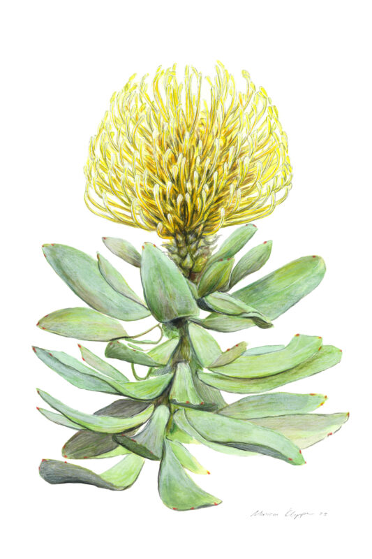 “Yellow Pincushion” Print