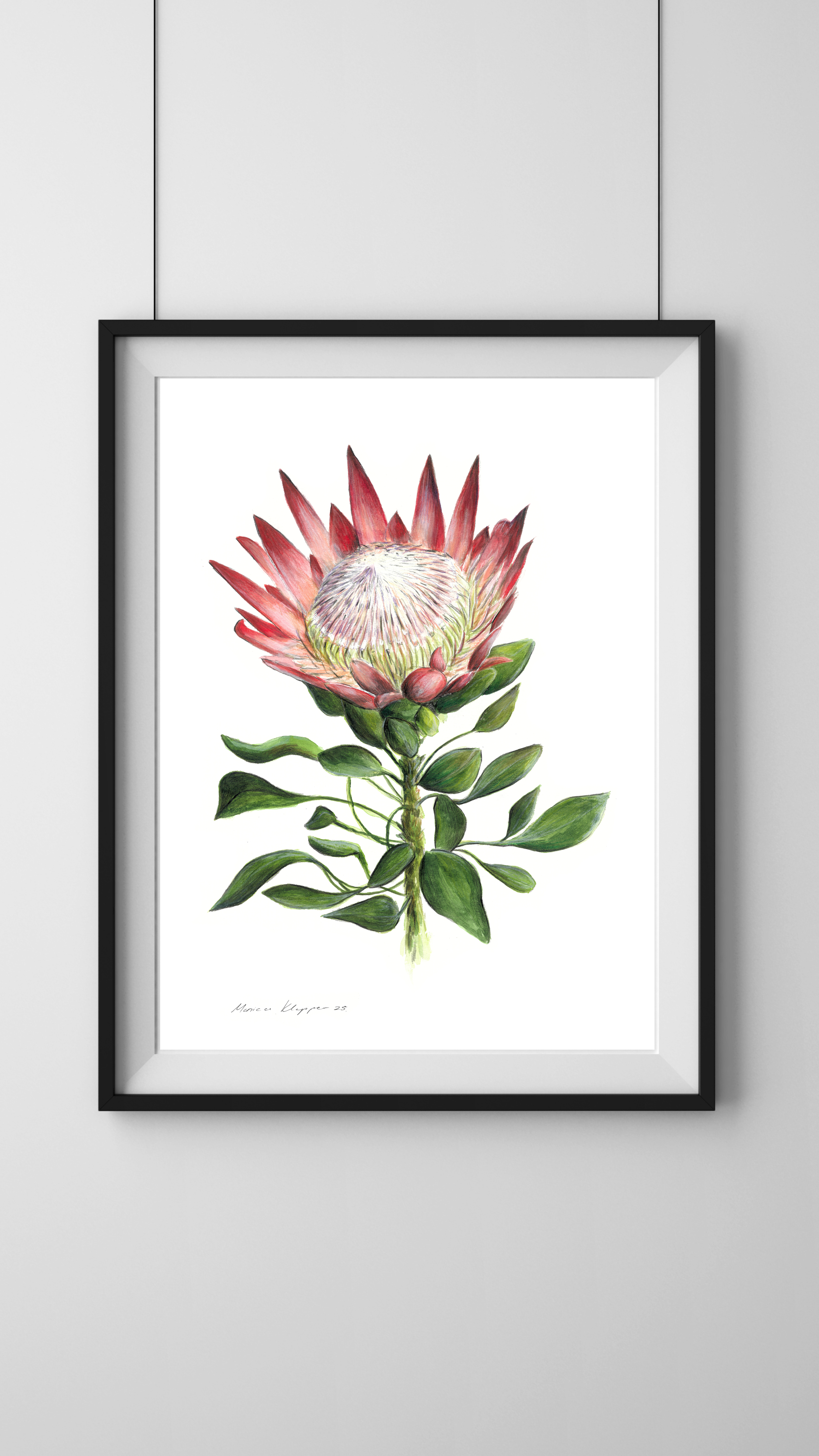 "King Protea" Print - Image 2