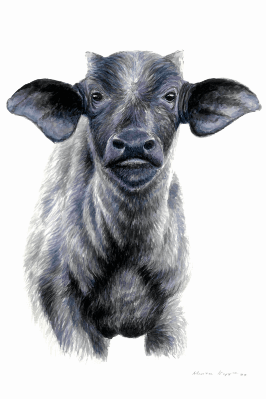 “Baby Buffalo” Print