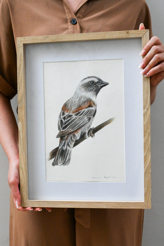 “Cape Sparrow I” Watercolour Painting