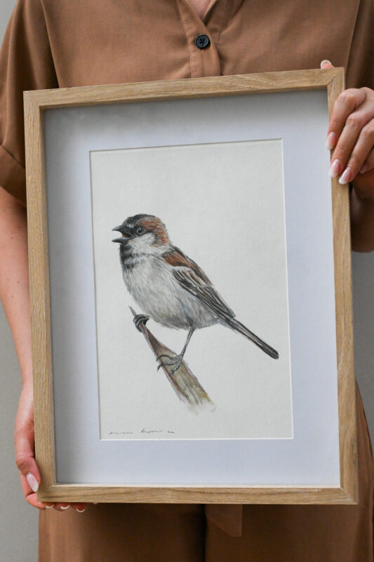 “Cape Sparrow VI” Watercolour Painting