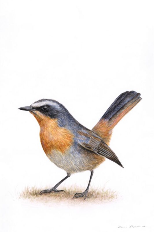 “The First Song of Morning” – Watercolour Painting